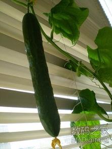 大黄瓜在线视频,揭秘神秘世界，畅游虚拟盛宴